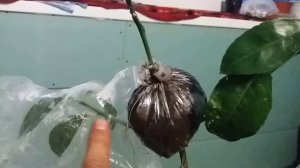 воздушная укоренение цитруса ""чинотто""