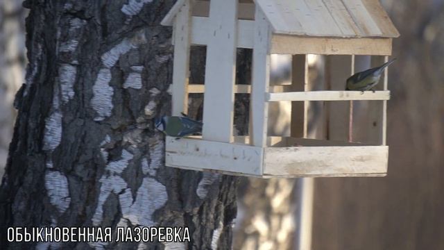 Обыкновенная лазоревка