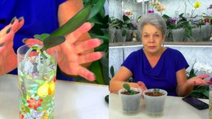 МИКРО Орхидеи после посадки. Как их поливать правильно, чтобы корни не погибли?