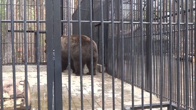 Бурые медведи следят за уборкой своего вольера смотреть онлайн