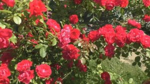 Цветение роз + обзор сортов.