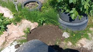 Копаем молодую картошку  в покрышках  .