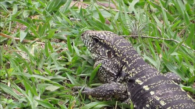 Teiú | Salvator merianae смотреть онлайн