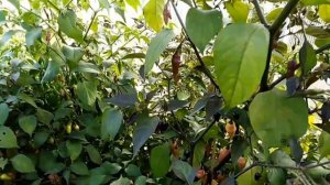 Перец острый Фидальго Рокса (Fidalgo Roxa).