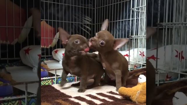 Щенки чихуахуа в продаже смотреть онлайн