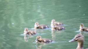 Nikon Coolpix P600 video sample 1