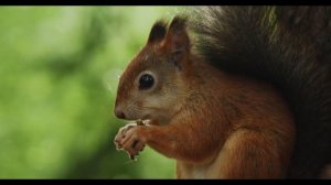 Помнят ли Белки где Хранят Запасы?