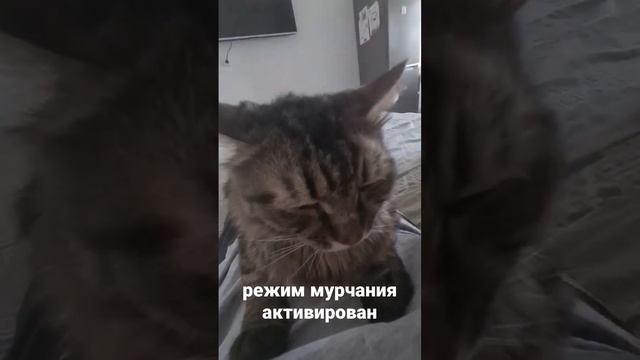 Где у кота мурчалка?