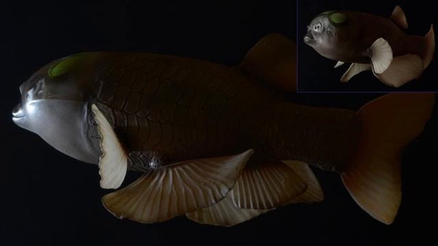 Малоротая макропинна - рыба с прозрачной головой смотреть онлайн