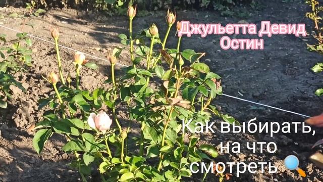 3 Правила выбора Розы?? это мой опыт, работа над ошибками ?, эти правила помогут однозначно ???????