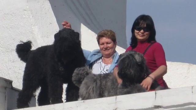 Фландрский бувье ХИТ АЛИВЕТ ТЕССИ.wmv смотреть онлайн