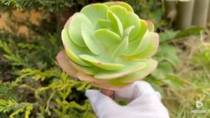 Echeveria Peach Pride