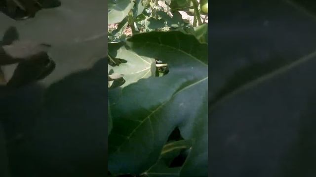 7 августа 2021 г. Первые бребы . Обзор завязей фиг по сортам смотреть онлайн