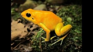 Маленький древолаз