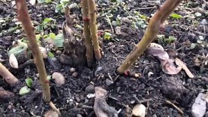 Розы- ужасы зимовки??;Резать или нет??Обрезка шраба; Как выглядит спящая почка????