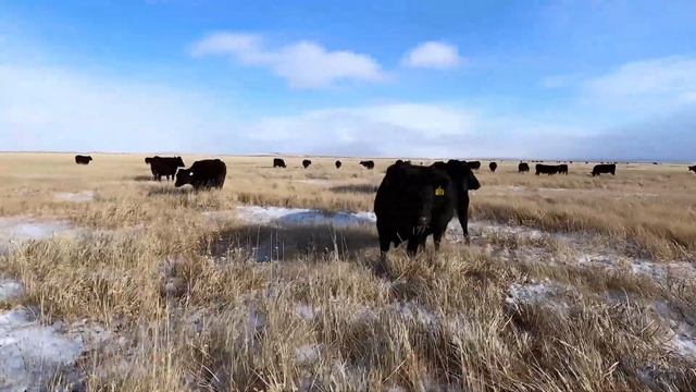 Господдержка животноводства в Казахстане: как работают и чего не хватает фермерам? | Ынта | Eldala смотреть онлайн