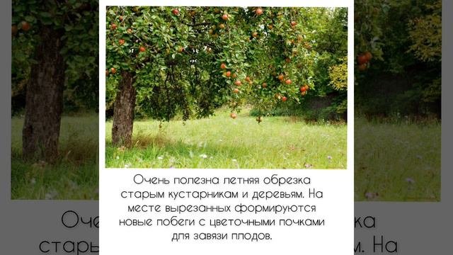 ЛЕТНЯЯ ОБРЕЗКА ПЛОДОВЫХ ДЕРЕВЬЕВ