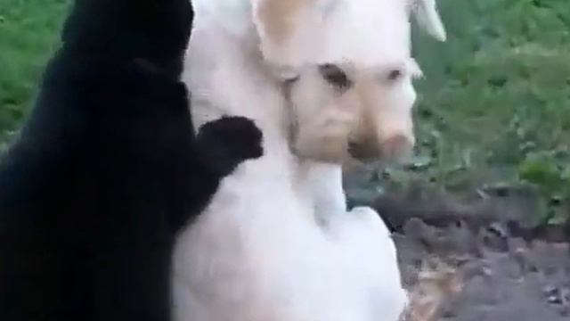 Отличные забавные и увлекательные видеоролики с участием котиков и псов смотреть онлайн