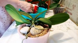 Нашатырный спирт для полива ОРХИДЕИ / Как развести?