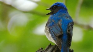 Мухоловка синяя (Cyanoptila cyanomelana) - Blue-and-white Flycatcher