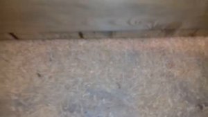 Начало наклёва циплят,в инкубаторе БЛИЦ НОРМА,про Брудер.