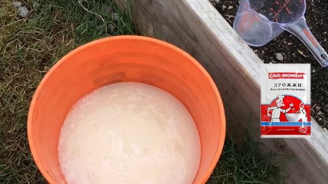 Дрожжи как удобрение для огурцов