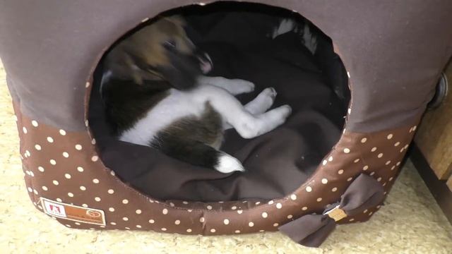 Гладкошерстный фокстерьер, щенок 1 месяц 3 недели играет смотреть онлайн