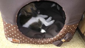 Гладкошерстный фокстерьер, щенок 1 месяц 3 недели играет