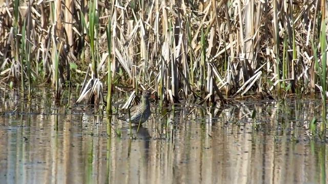 Голос травника смотреть онлайн