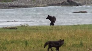 Благородный Олень – Рогатый Гигант, который Может Постоять за себя!