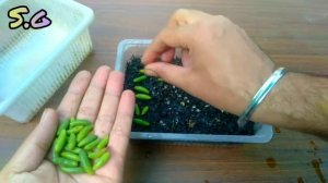 Sedum rubrotinctum jelly bean succulent plants leaf propagation