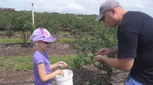 💟Лиза собирает BLUEBERRIES на ферме/Lisa collects BLUEBERRIES on the farm💟