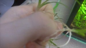 Прополка аквариумных растений.  Выходные каждого аквариумиста)