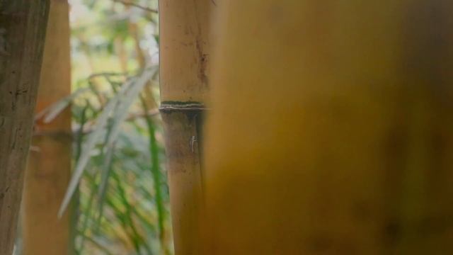 Китай, о. Хайнань: Парк Янода (Yanoda Rainforest Cultural Tourism Zone)