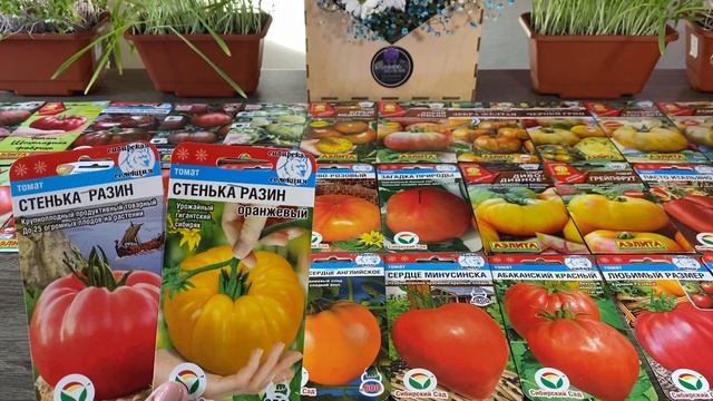 Часть 2. Самые вкусные томаты будут расти в моей теплице! Биколоры , крупные сердцевидные и рифлёны смотреть онлайн