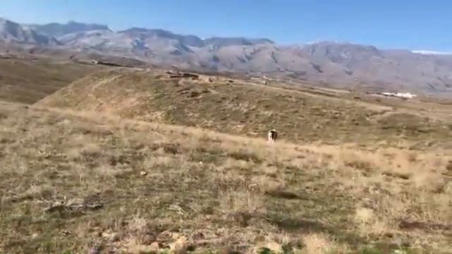 ЧЕМПИОН ГАРАБАШ И СЫН РОВАЧ - ТУРКМЕНСКИЕ АЛАБАИ смотреть онлайн