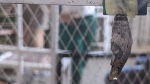 Превращение бабочки: яйцо, гусеница, куколка.Познавательное видео для малышей, как появилась бабочк