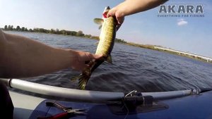 Рыбалка на реке Лиелупе. Ловим щуку на воблеры и силикон.