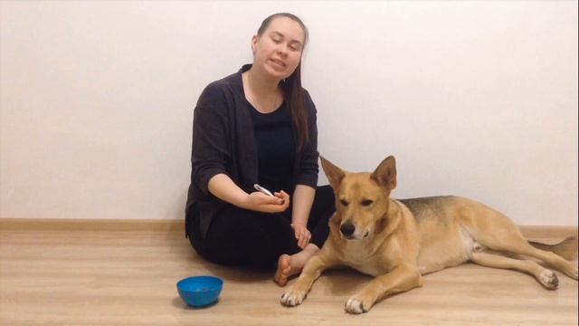 Как приучить взрослую собаку или щенка стричь когти? ✔Приучаем к когтерезу!