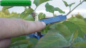 Как правильно направить рост скелетных ветвей яблони?