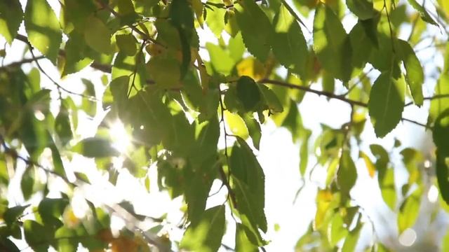 Защитная молитва. "Щит Света" | Тайна Жрицы | смотреть онлайн