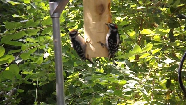 Battle of the Downy Woodpeckers, Fujifilm s4800 смотреть онлайн