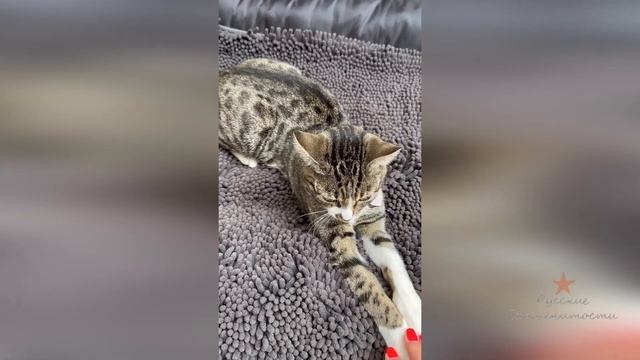 Кошка Соня у Ольги Орловой живет почти год!