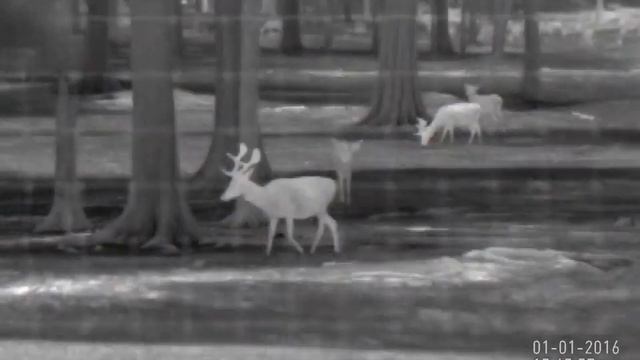 Atn Thor 384 4.5-18x смотреть онлайн