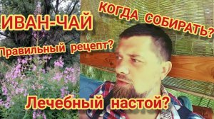 Иван-Чай - Правильный рецепт/Когда собирать/ Лекарственный настой