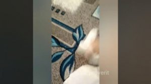 Чистка ковра с помощью соды с солью