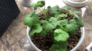 Как Зимует пеларгония(герань) Сколько Поливать ????что С Ней Делать ???? ?