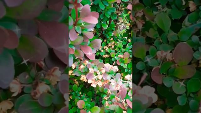 #цените тех...#душевныестихи  #мудрыеслова #стихотворение смотреть онлайн