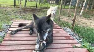 Канадский Волк Акела ужинает КОРОВЬИМИ УШАМИ. Волчий Рай в Парке Северных Волков.