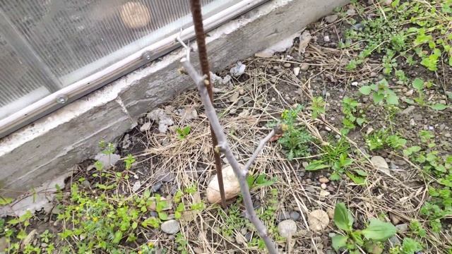 УНАБИ сорта Коктебель, Та-ян дзао, Китайский 2А, Финик смотреть онлайн